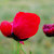 1280x800